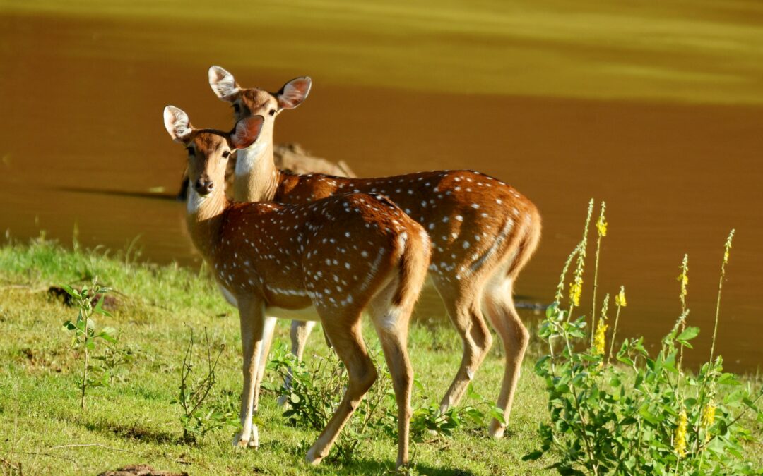 National Parks In Sri Lanka