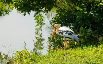Udawalawe National Park
